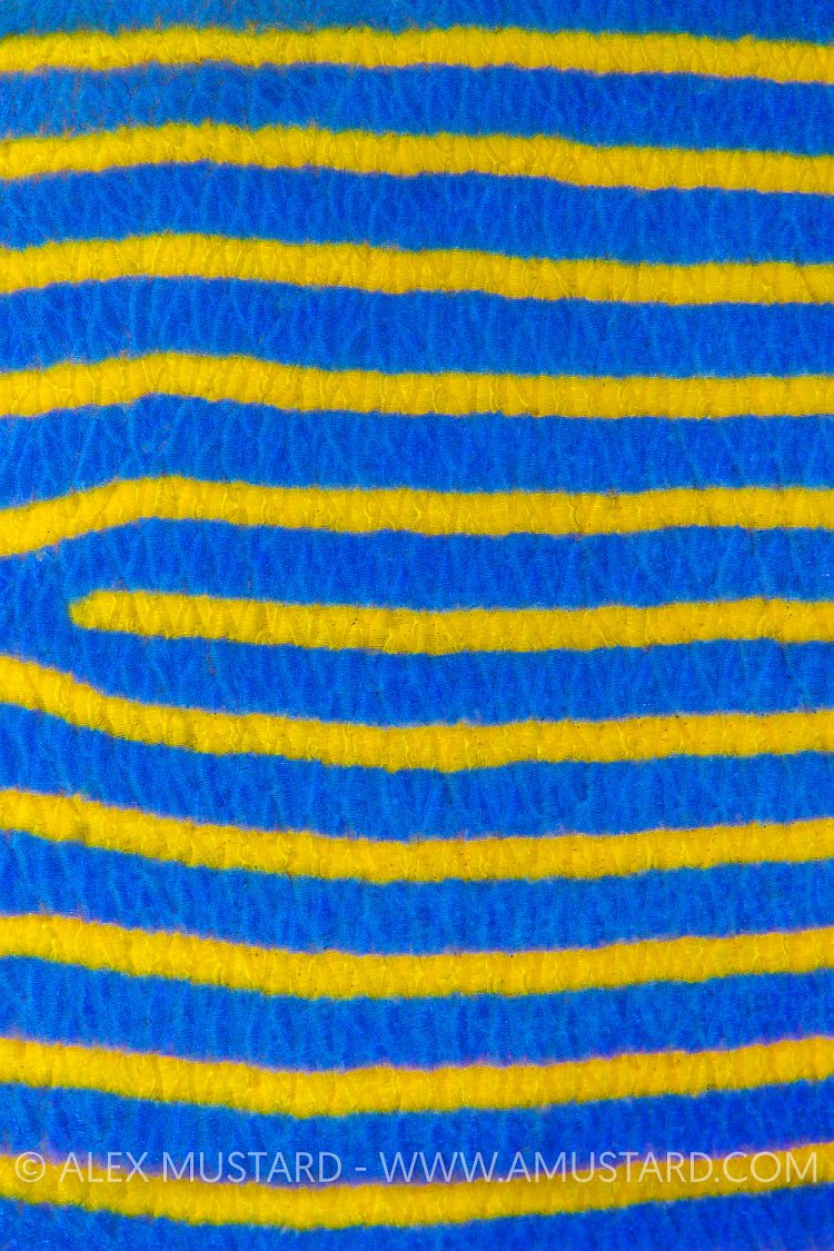 Emperor Stripes. Indonesia