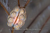 Donut Doto. Indonesia