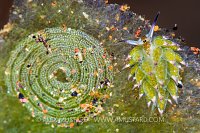Sap-Sucker With Eggs. Indonesia
