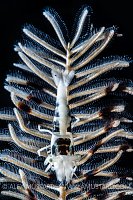 Backlit Crinoid Shrimp. Indonesia