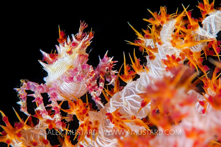 Soft Coral Crab. Indonesia.
