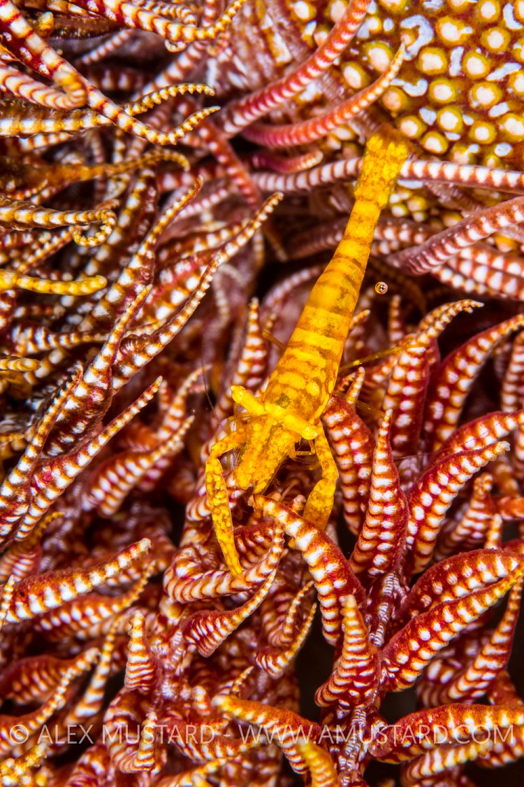 Golden Crinoid Shrimp. Indonesia