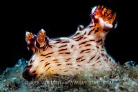 Nudibramch Portrait. Indonesia