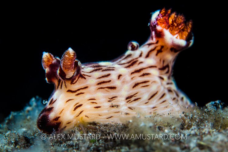Nudibramch Portrait. Indonesia