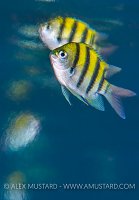 Hazy Sergeants. Indonesia