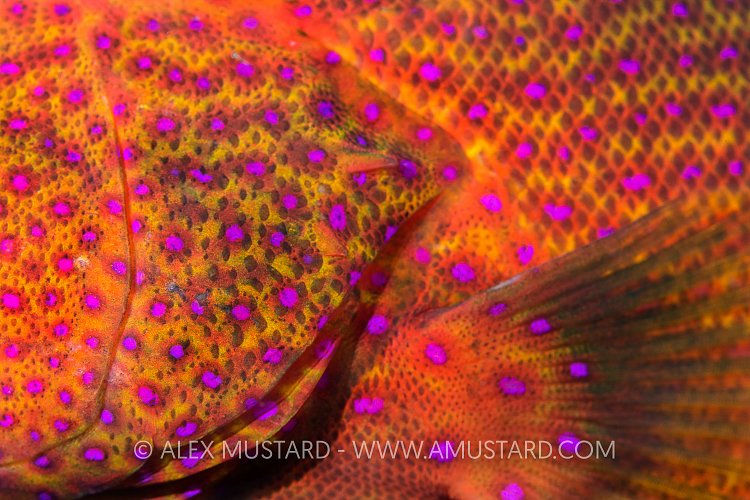 Grouper Detail. Indonesia