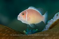 Yawning Anemonefish. Indonesia