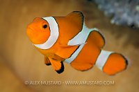 Clownfish. Indonesia.