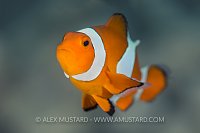 Clownfish. Indonesia.