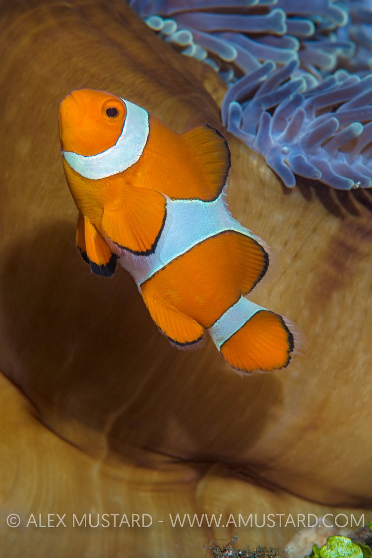 Clownfish Portrait. Indonesia