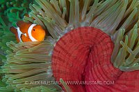 Clownfish. Indonesia