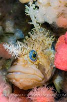 Decorated Warbonnet. Canada