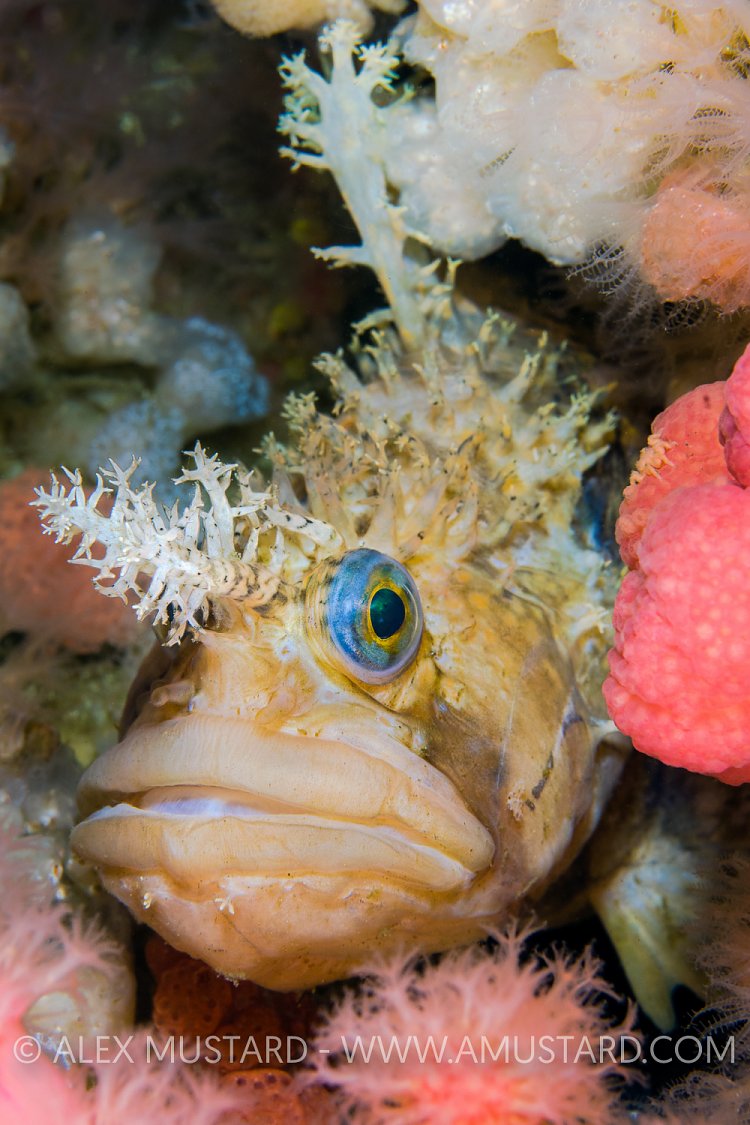 Decorated Warbonnet. Canada