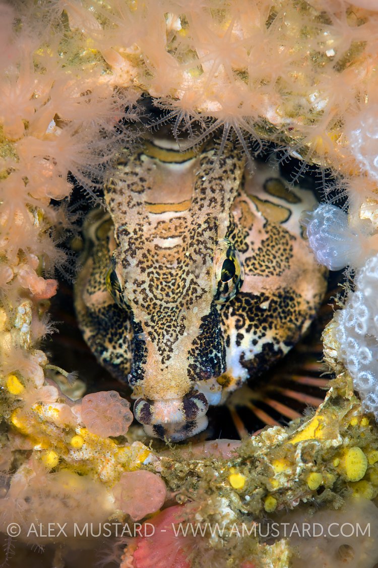 Grunt Sculpin In Barnacle Shell. Canada