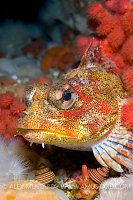 Red Irish Lord Portrait. Canada.