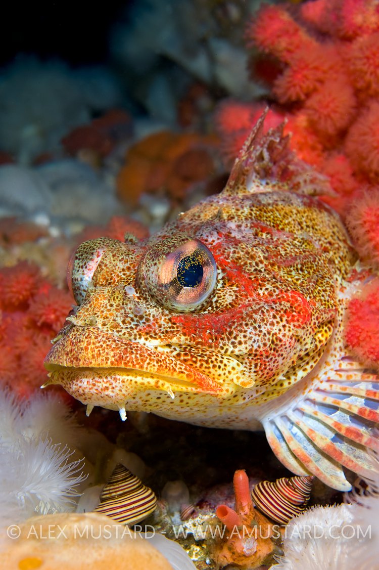 Red Irish Lord Portrait. Canada.