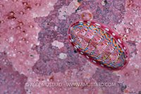 Pretty In Pink. Canada