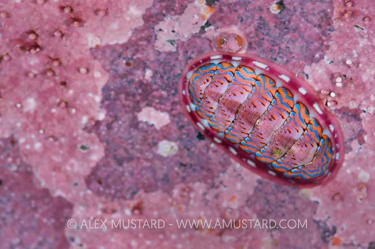 Pretty In Pink. Canada