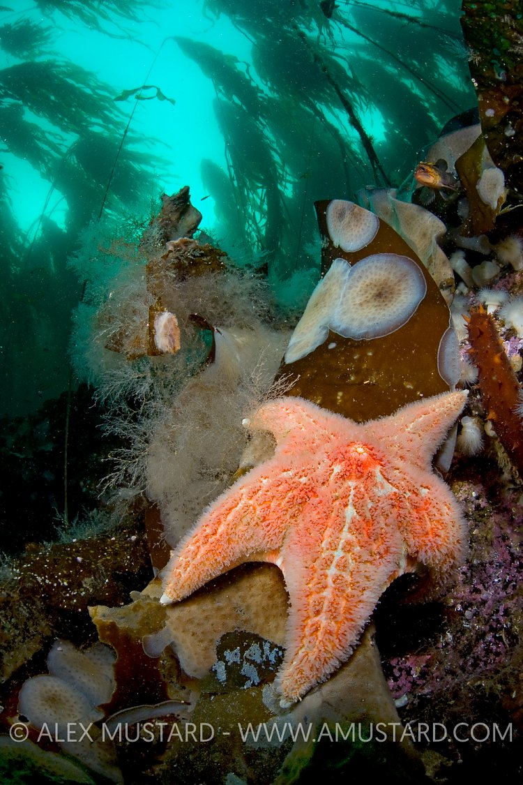 Leather Star Beneath Kelp. Canada