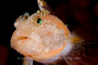 Scalyhead Sculpin. Canada