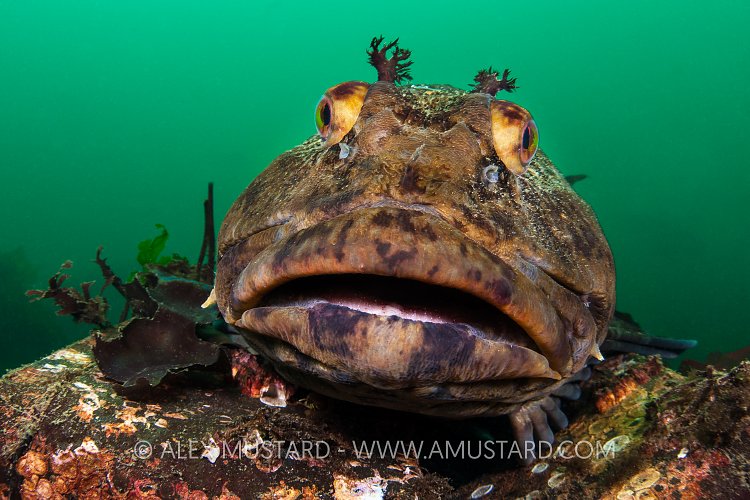 Who Called A Cab? USA