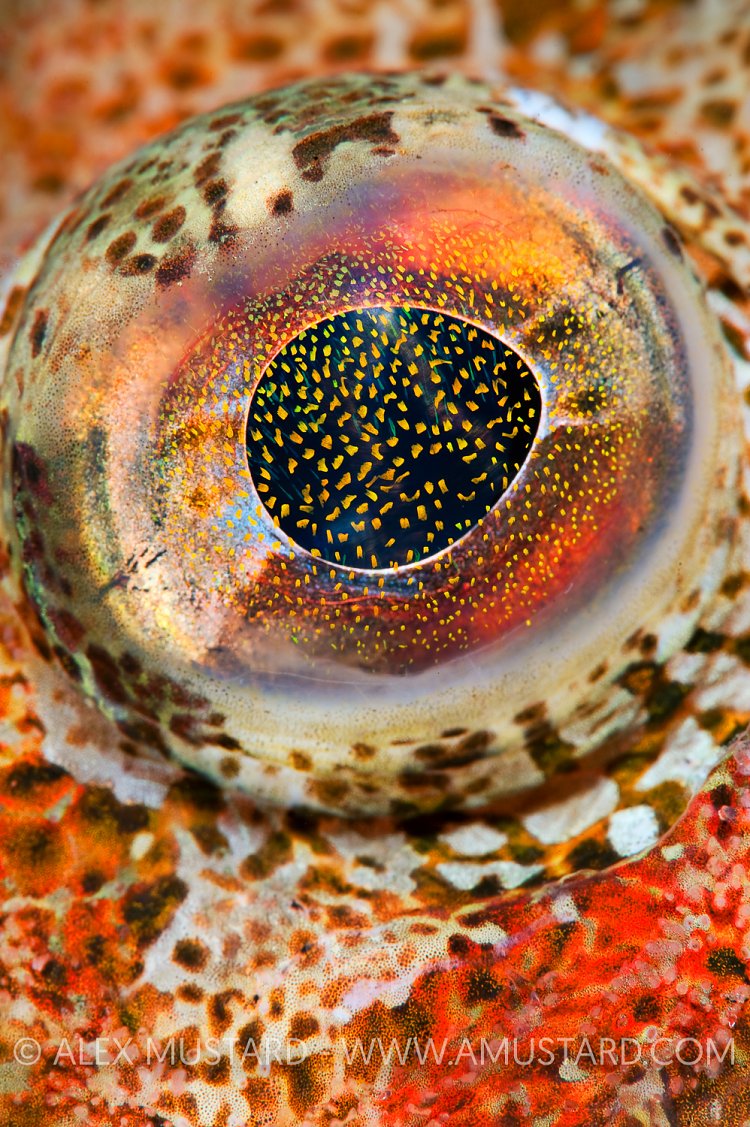 Red Irish Lord eye detail