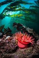 Anemone In Kelp. Canada