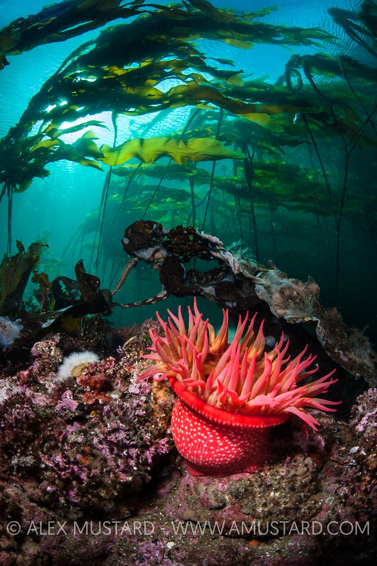 Anemone In Kelp. Canada