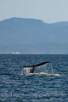 Humpback whale (Megaptera novaeangliae) fluke. British Columbia, Canada.