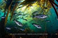 Black rockfish in bull kelp, Canada.