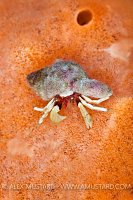 Hermit Crab On Sponge. Canada