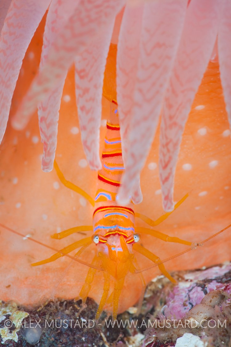 Candy Striped Shrimp. Canada