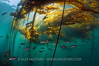 Rockfish and Kelp. Canada
