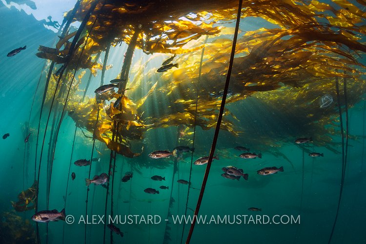 Rockfish and Kelp. Canada