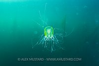 Feeding Jelly, Canada.