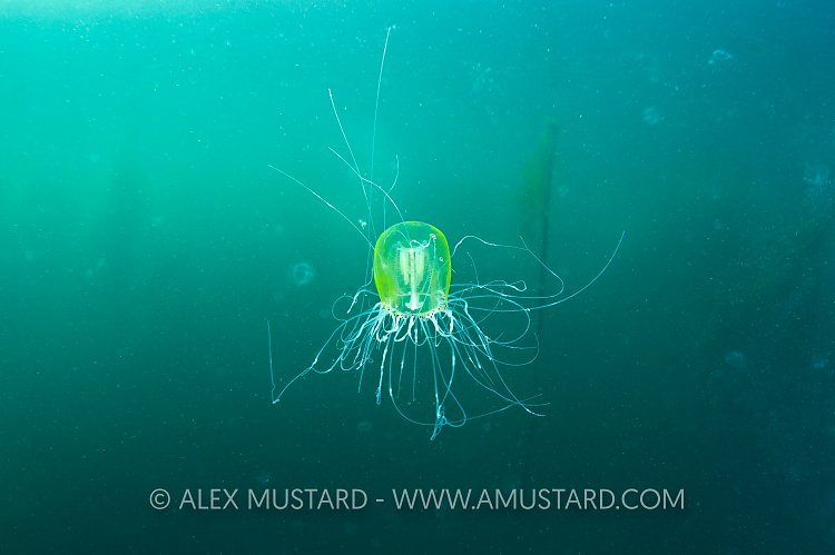Feeding Jelly, Canada.