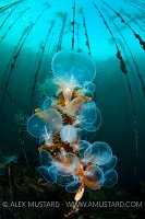 Hooded nudibranchs (Melibe leonine) filter feeding
