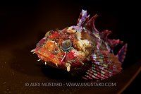 Red Irish Lord Portrait. Canada.