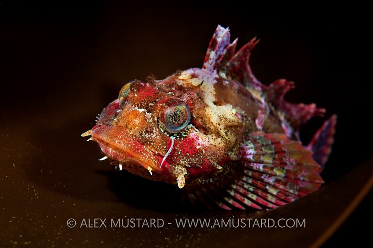 Red Irish Lord Portrait. Canada.