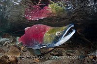 Sockeye Salmon. Canada.