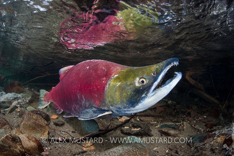 Sockeye Salmon. Canada.