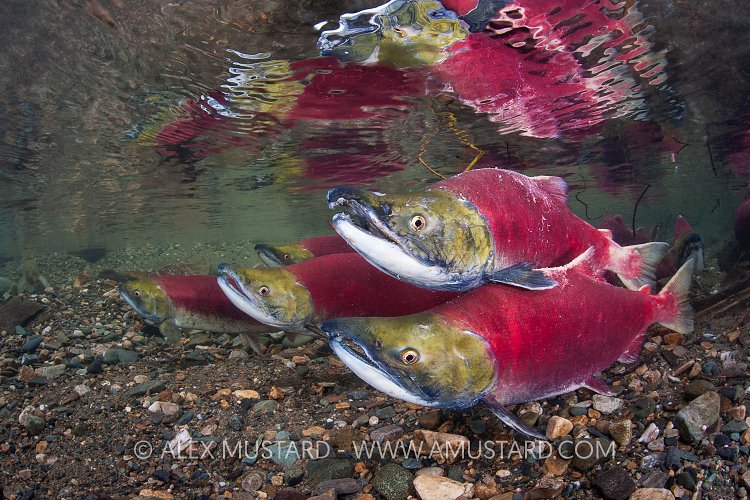 Salmon Migration. Canada