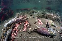 Dead Salmon And Eggs. Canada