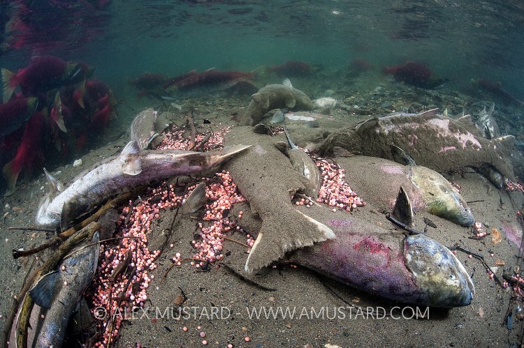 Dead Salmon And Eggs. Canada