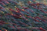 Salmon Migration. Canada