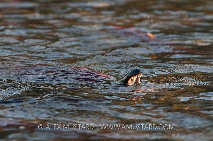 Male Sockeye. Canada