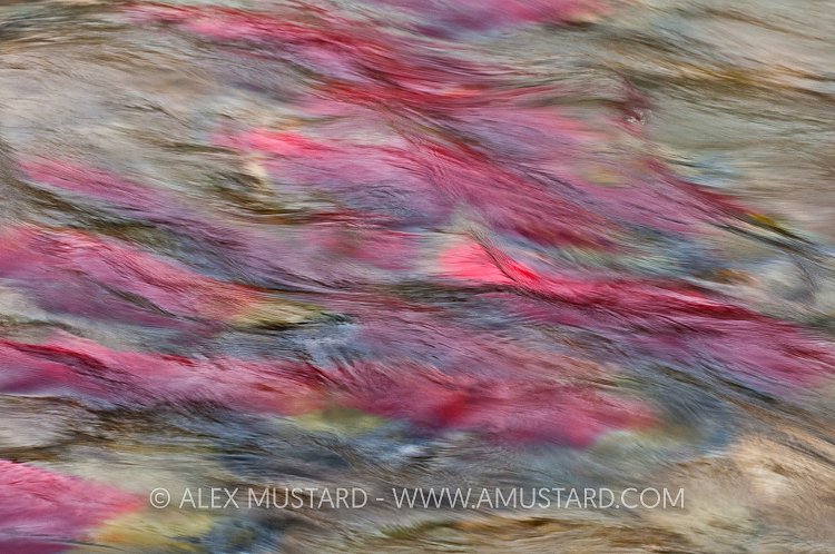Salmon Migration Abstract. Canada