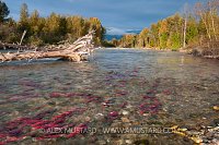 Salmon Migration. Canada