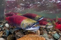 Salmon Migration. Canada