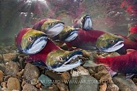A group of sockeye salmon (Oncorhynchus nerka) fight their way upstream as they migrate back to the river of their birth to spawn. Adams River, British Columbia, Canada.
Taken under licence, (Canadian Fisheries and Oceans 1838-00; British Columbian Parks 85000-40/RHB)